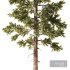 Pine Tree Set1 - Thumbnail 4