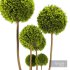 Cypress Pom Pom Topiary - Thumbnail 4