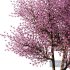 Spring Tree SetV1 - Thumbnail 4