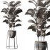 Indoor Plant SetV18 – Ficus Stand Pot - Thumbnail 3