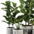 Indoor Plant SetV19 – Ficus Banana - Thumbnail 3
