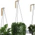 Hanging Indoor Plant – SetV3 - Thumbnail 4