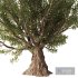Olive Tree Set4 - Thumbnail 4