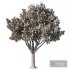 Mahogany Tree - Thumbnail 4