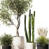 Indoor Plant Set V9 Pampas Cactus Olive - Thumbnail 4