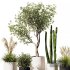Indoor Plant Set V9 Pampas Cactus Olive - Thumbnail 5