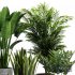 Indoor Plant SetV21 – Snseveria Palm - Thumbnail 5