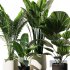 Indoor Plant Set V10_Paradise_Licuala_Howea - Thumbnail 4