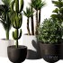 Indoor Plant SetV17 – Cactus Palm Ficus - Thumbnail 4