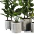 Indoor Plant SetV19 – Ficus Banana - Thumbnail 4