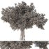Eucalyptus Tree Set5 - Thumbnail 5