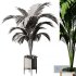 Indoor Plant SetV15 – Areca palm - Thumbnail 4