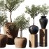 Indoor Plant Set V11 – Olive Old Pot - Thumbnail 4