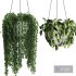 Hanging Indoor Plant – SetV3 - Thumbnail 5