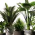Indoor Plant SetV12 – Palm Fren - Thumbnail 5