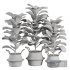 Indoor Plant SetV25 – Ficuse in basket - Thumbnail 5