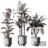 Indoor Plant SetV31 – Palm Ficus - Thumbnail 5