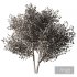 Spring Tree SetV1 - Thumbnail 5