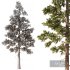 Pine Tree Set1 - Thumbnail 5