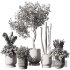 Indoor Plant Set V9 Pampas Cactus Olive - Thumbnail 6