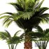 Palm Tree Set1 - Thumbnail 6