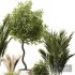 Indoor Plant Set V8 Palm Olive Pampas - Thumbnail 5