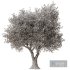 Olive Tree Set3 - Thumbnail 6
