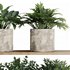 Plants on Shelf SetV5 - Thumbnail 6