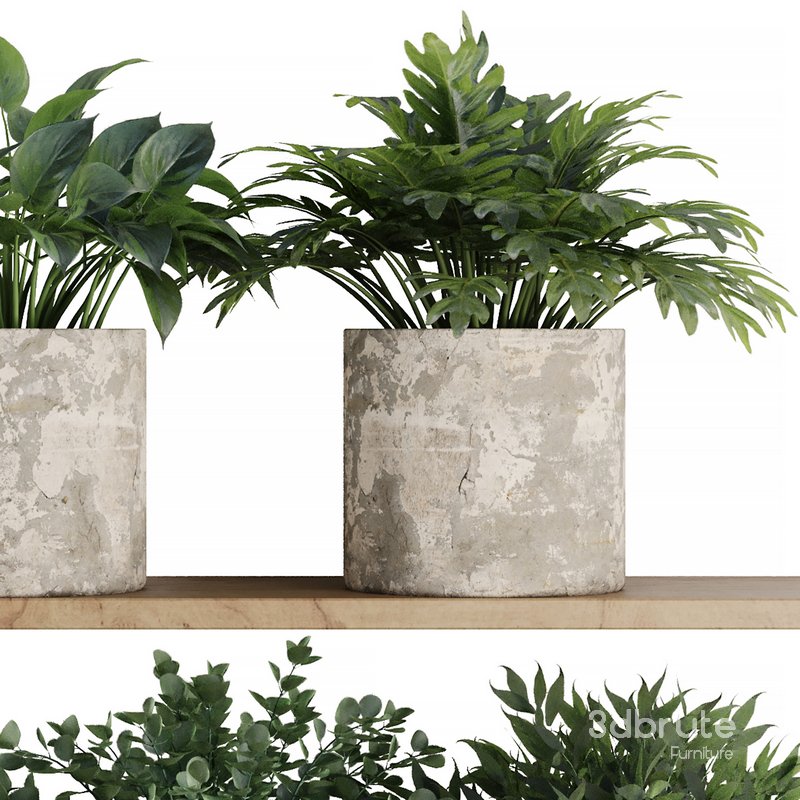 Plants on Shelf SetV5 Image 6