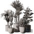 Indoor Plant SetV17 – Cactus Palm Ficus - Thumbnail 5