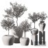 Indoor Plant Set V11 – Olive Old Pot - Thumbnail 5