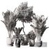 Indoor Plant Set V8 Palm Olive Pampas - Thumbnail 6