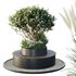 HQ Tree and bush garden box outdoor VOL 21 - Thumbnail 1