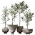 HQ Plants Mission Olive Tree Indoor Vase Set001 - Thumbnail 1