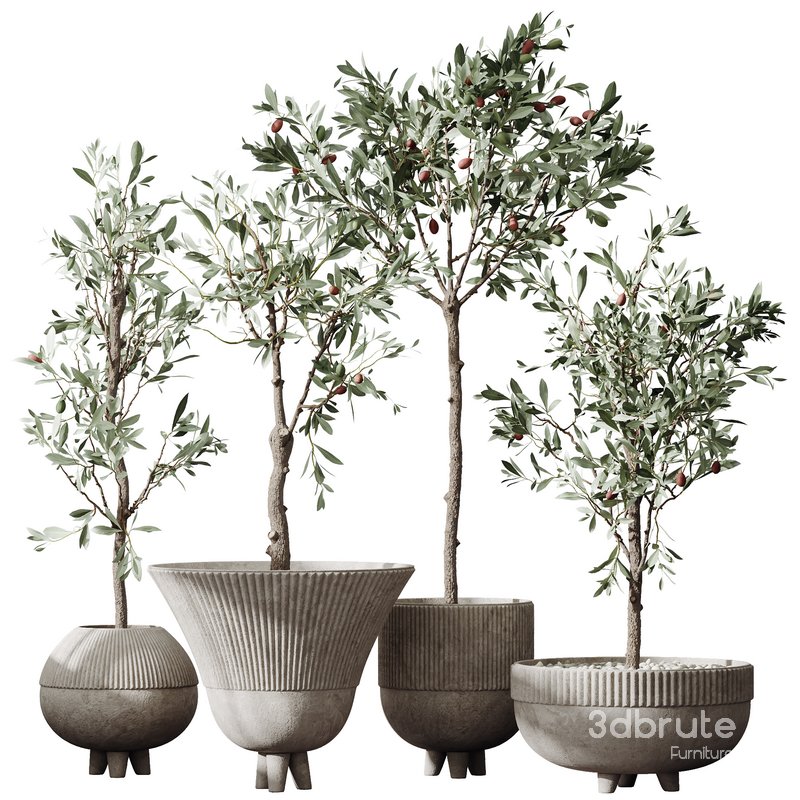 HQ Plants Mission Olive Tree Indoor Vase Set001 Image 1
