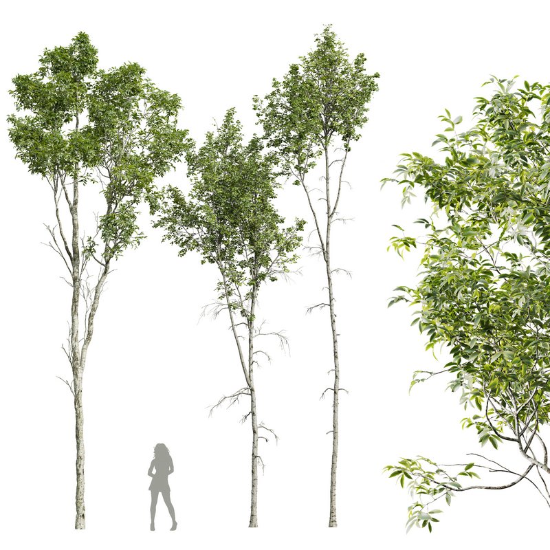 Betula Pendula and Castanea Sativa Image 1