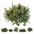 HQ Plants Montra Olive Bush Version1 - Thumbnail 1