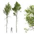 Betula Pendula and Castanea Sativa - Thumbnail 1
