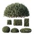 HQ Plants Montra Olive Bush - Thumbnail 1