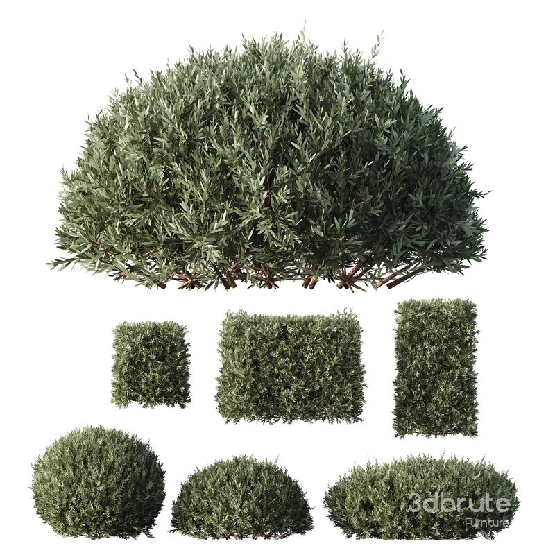 HQ Plants Montra Olive Bush Image 1