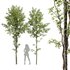 Alnus Glutinosa 2 - Thumbnail 1