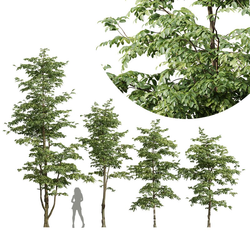 Carpinus Betulus Image 1