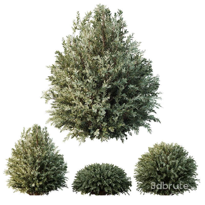 HQ Plants Montra Olive Bush Version7 Image 1