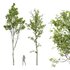 Castanea Sativa and Alnus Glutinosa - Thumbnail 1