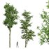 Carpinus Betulus and Celtis Australis - Thumbnail 1