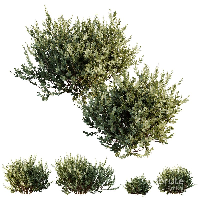 HQ Plants Montra Olive Bush Version9 Image 1