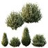 HQ Plants Montra Olive Bush Version8 - Thumbnail 1