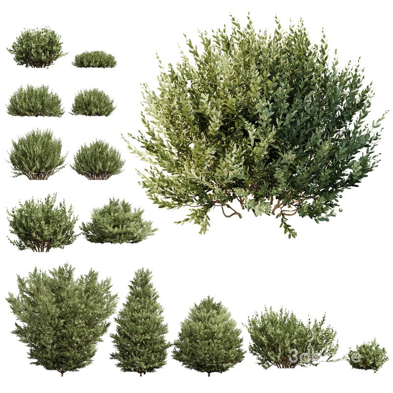 Montra Olive 13 different Bush Image 1