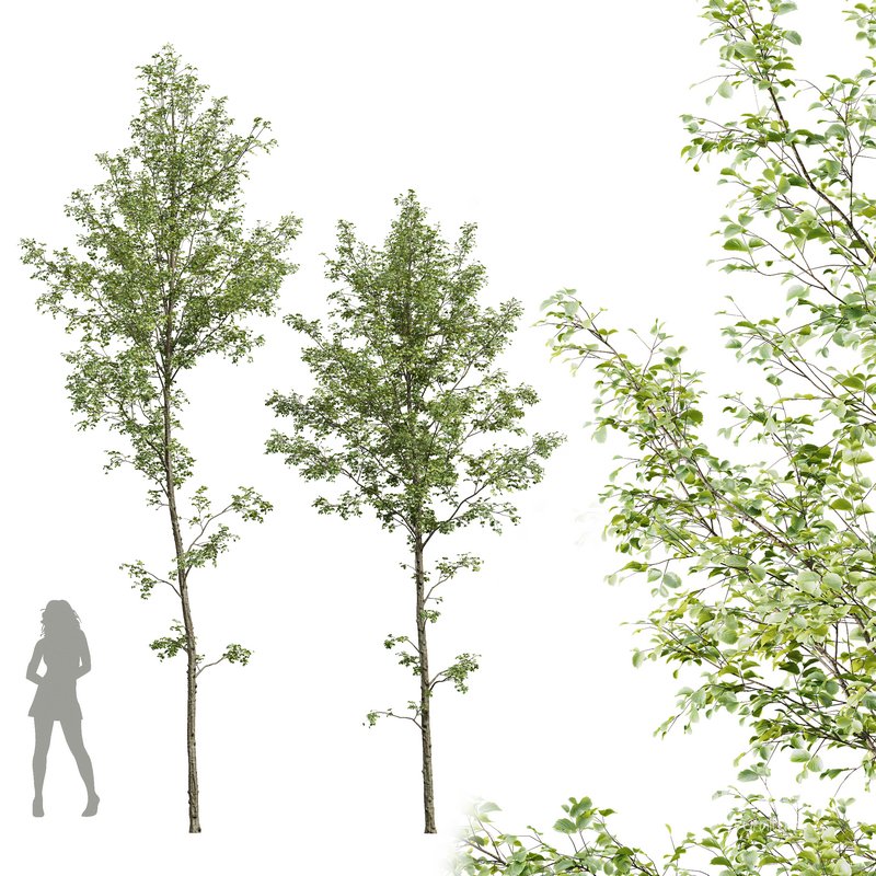 Alnus glutinosa Image 1