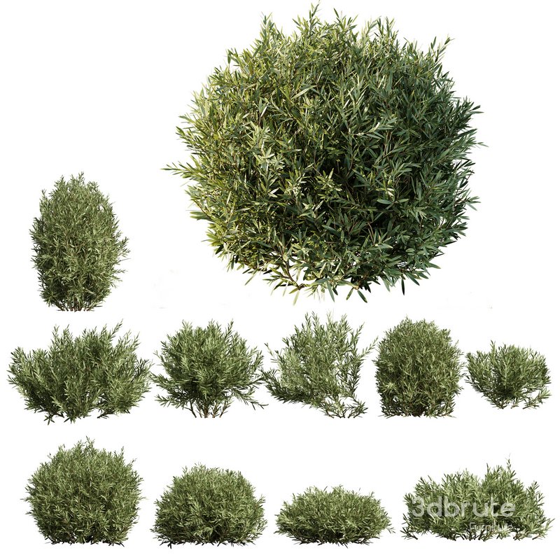 Montra Olive Bush Image 1